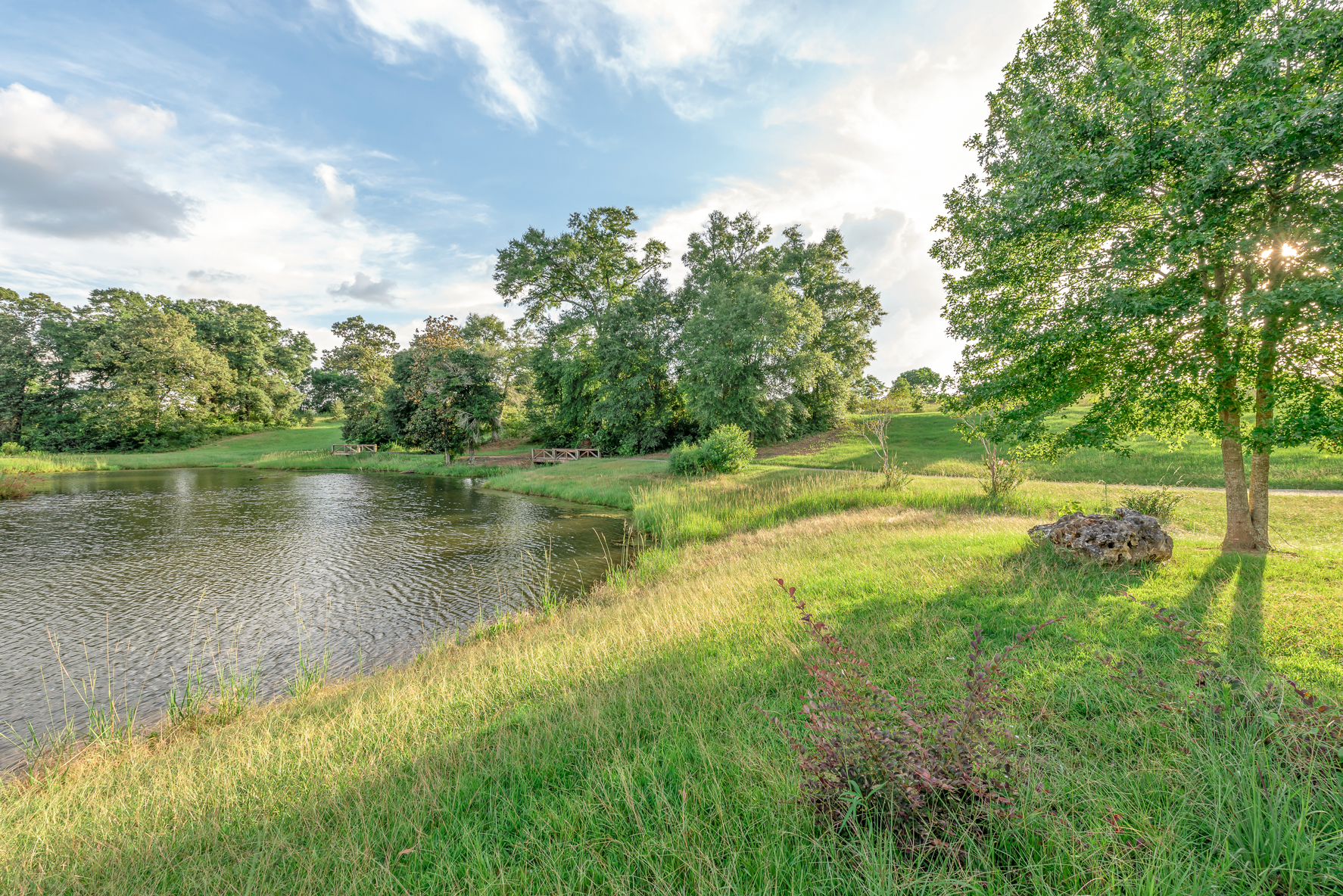 222 Weeping Willow-WHT-37